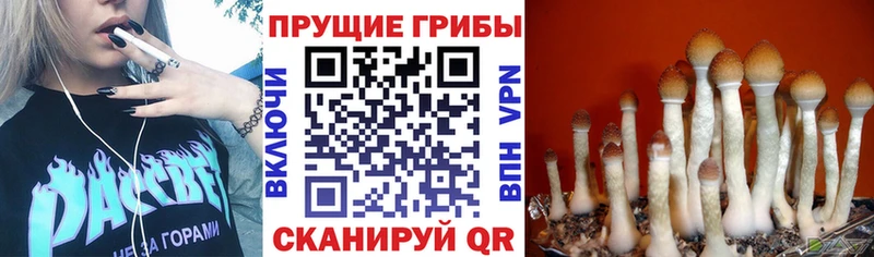 Купить  Заринск  Псилоцибиновые грибы GOLDEN TEACHER 